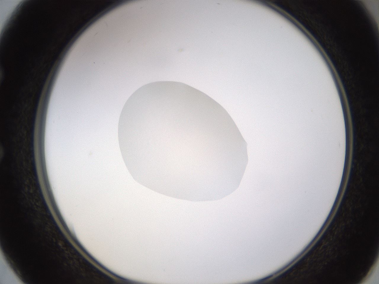 folderID403_plateID1403_batchID5056_wellNum50_profileID1_d1_r85507_ef.jpg