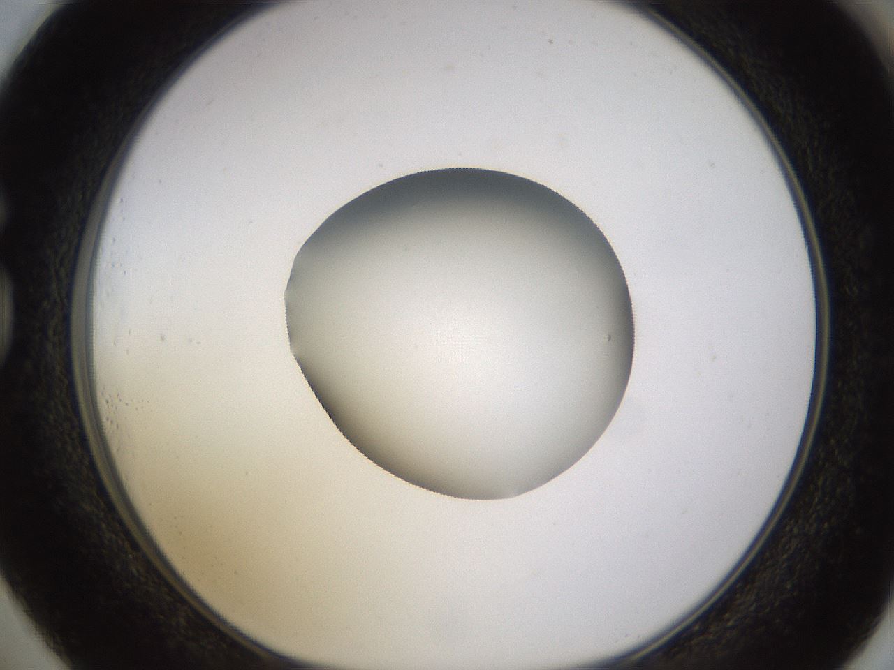 folderID404_plateID1404_batchID5059_wellNum73_profileID1_d1_r85818_ef.jpg