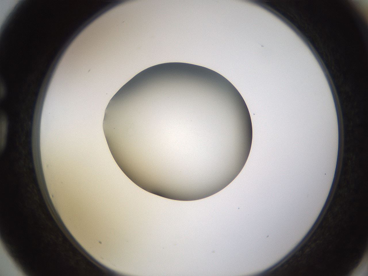 folderID404_plateID1404_batchID5059_wellNum75_profileID1_d1_r85820_ef.jpg
