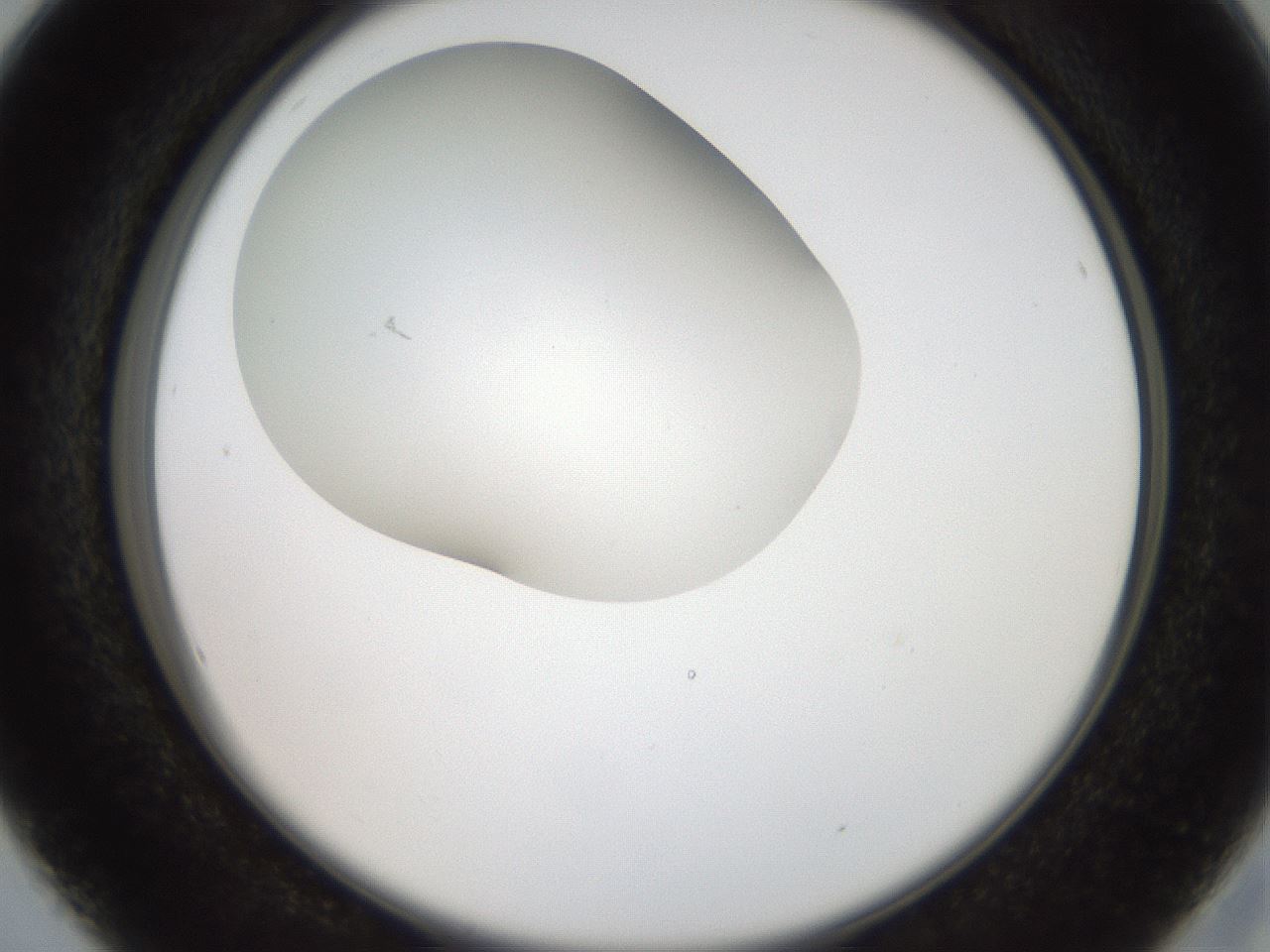 folderID404_plateID2404_batchID11612_wellNum16_profileID1_d2_r177986_ef.jpg