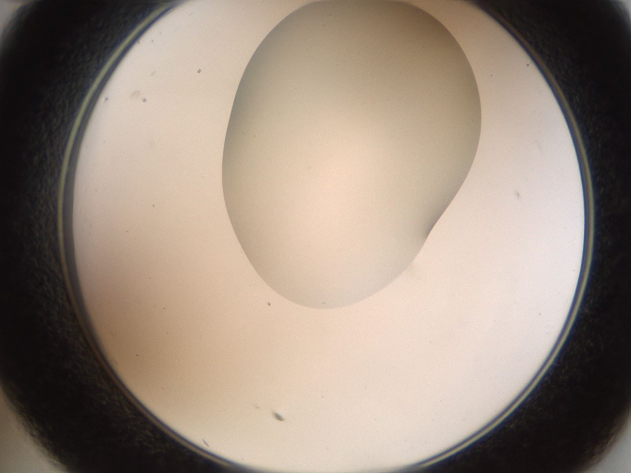 folderID404_plateID2404_batchID11612_wellNum35_profileID1_d2_r178024_ef.jpg