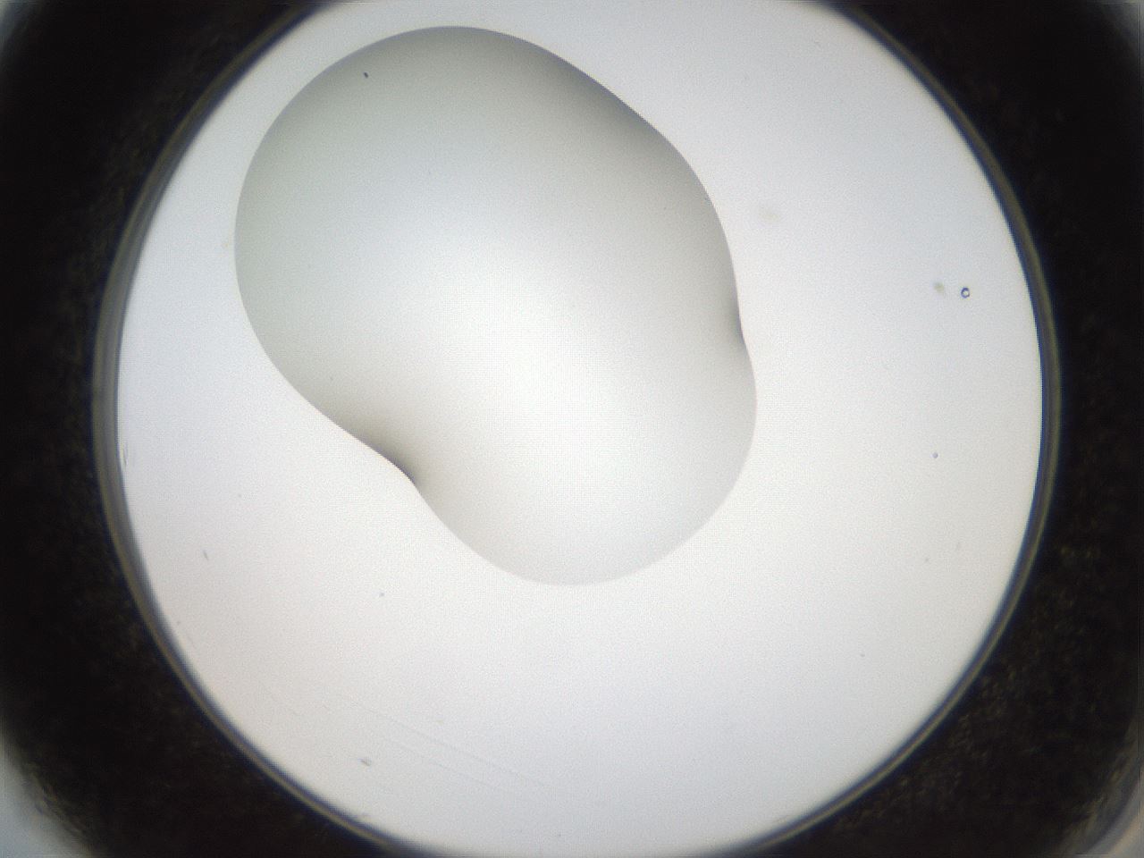 folderID404_plateID2404_batchID11612_wellNum3_profileID1_d2_r177960_ef.jpg