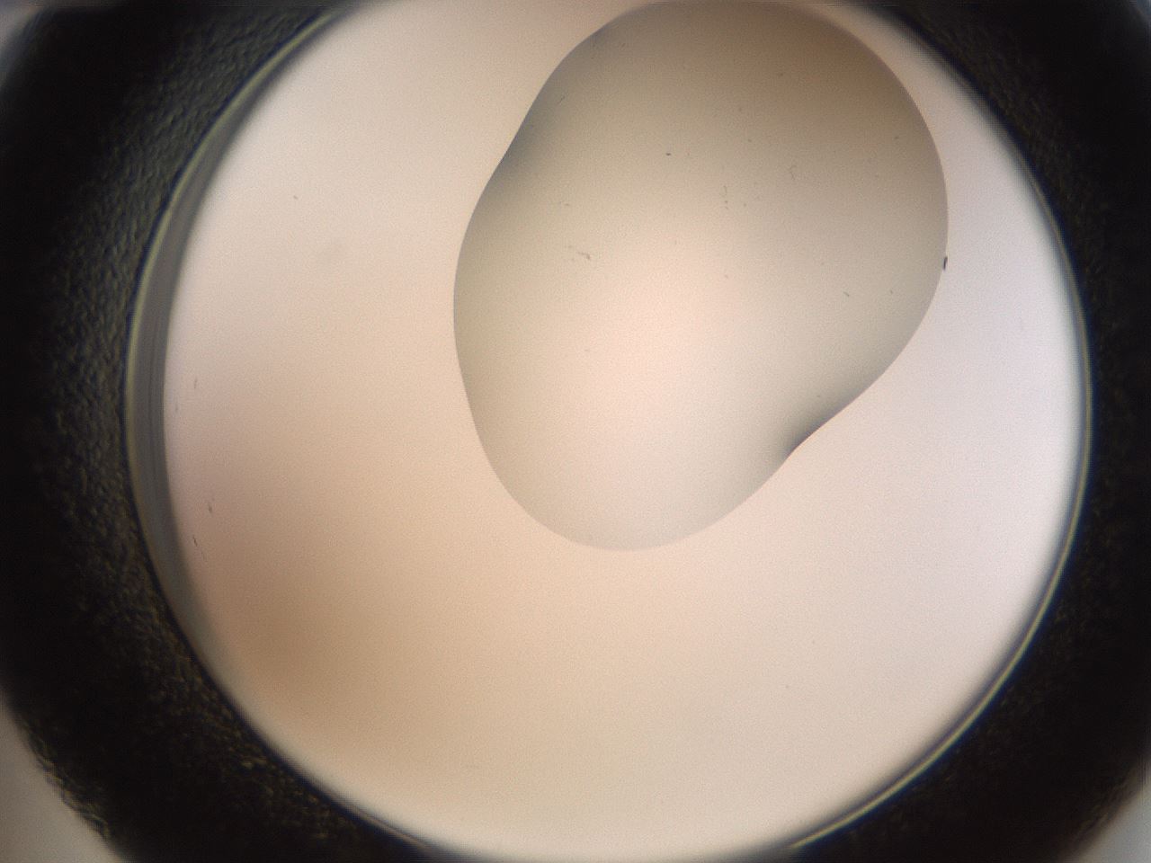 folderID404_plateID2404_batchID11612_wellNum48_profileID1_d2_r178050_ef.jpg