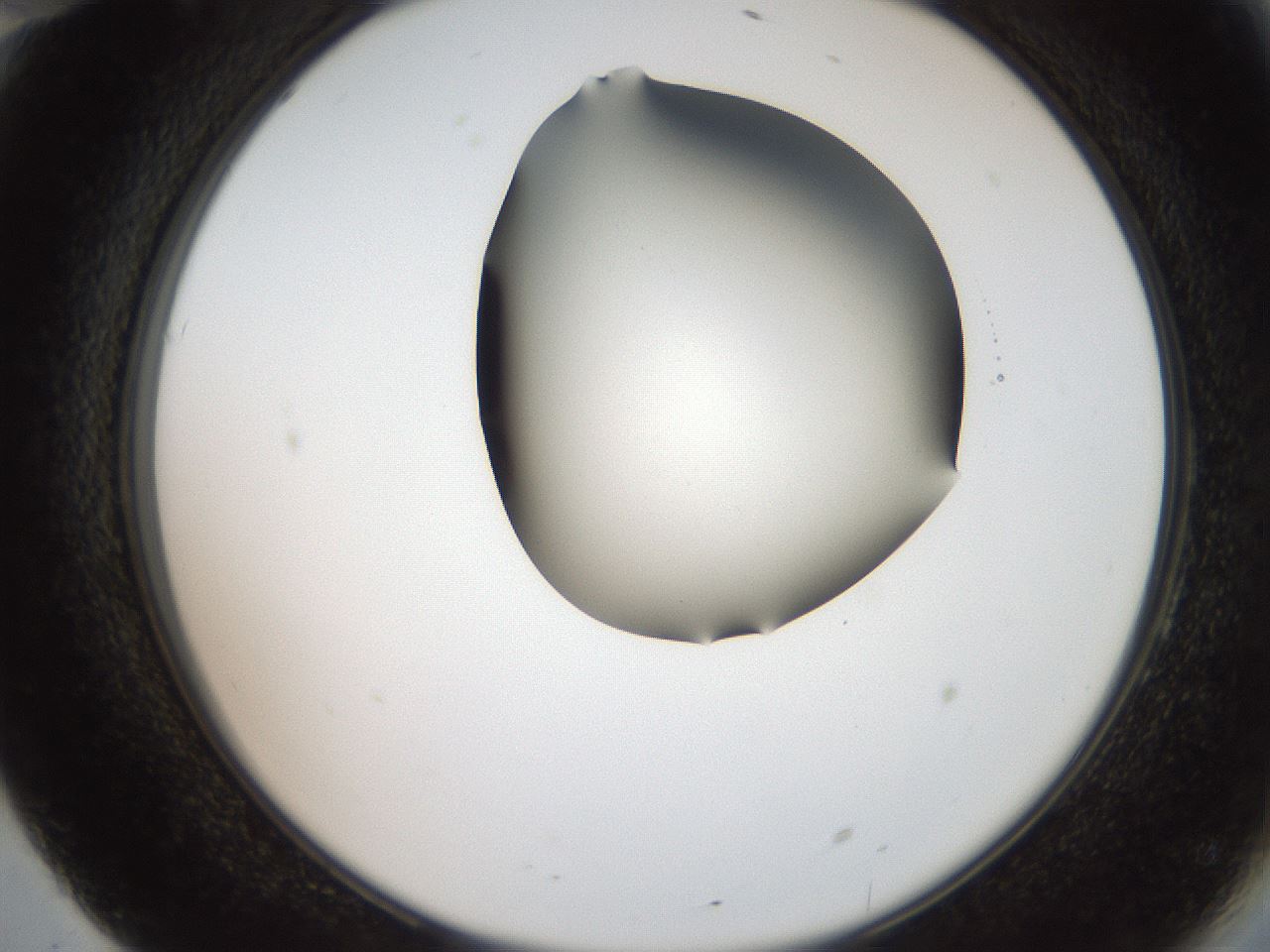 folderID404_plateID2404_batchID11612_wellNum70_profileID1_d2_r178094_ef.jpg