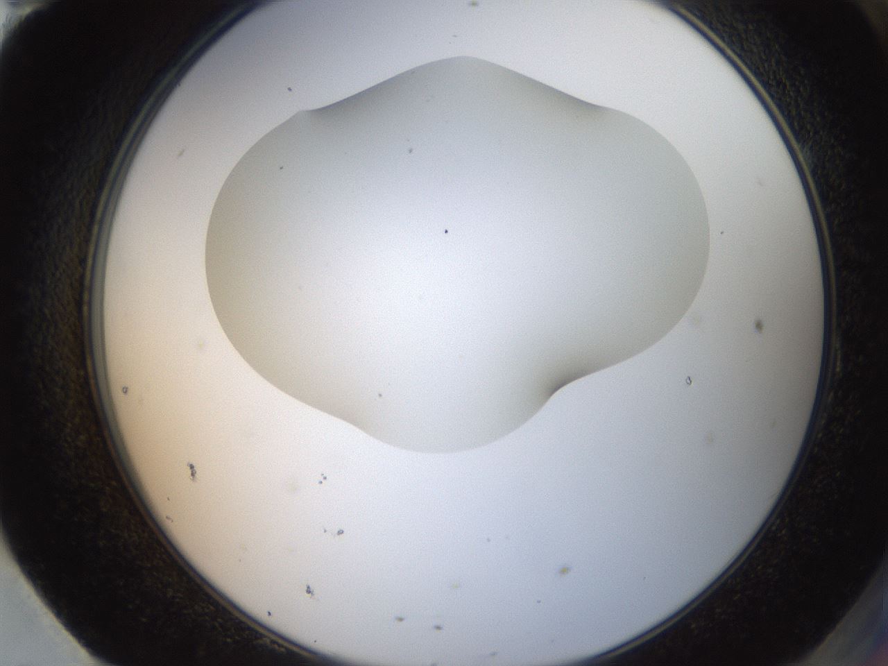 folderID404_plateID2404_batchID11612_wellNum95_profileID1_d2_r178144_ef.jpg
