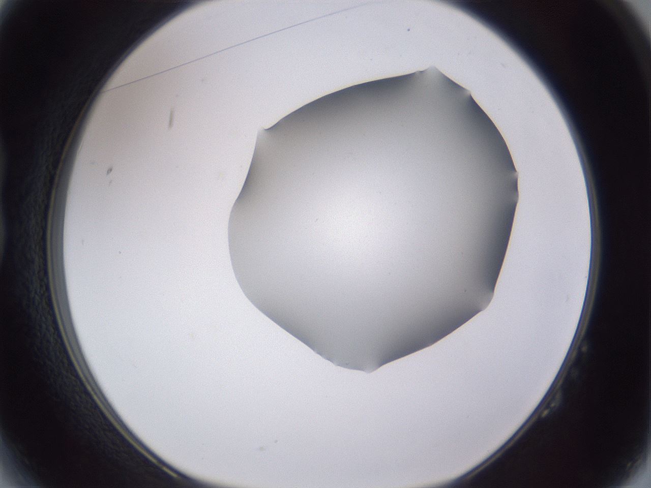 folderID405_plateID2405_batchID11613_wellNum14_profileID1_d1_r178173_ef.jpg
