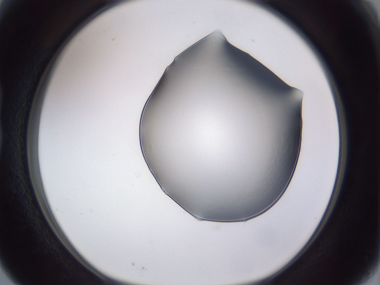 folderID405_plateID2405_batchID11613_wellNum15_profileID1_d1_r178175_ef.jpg