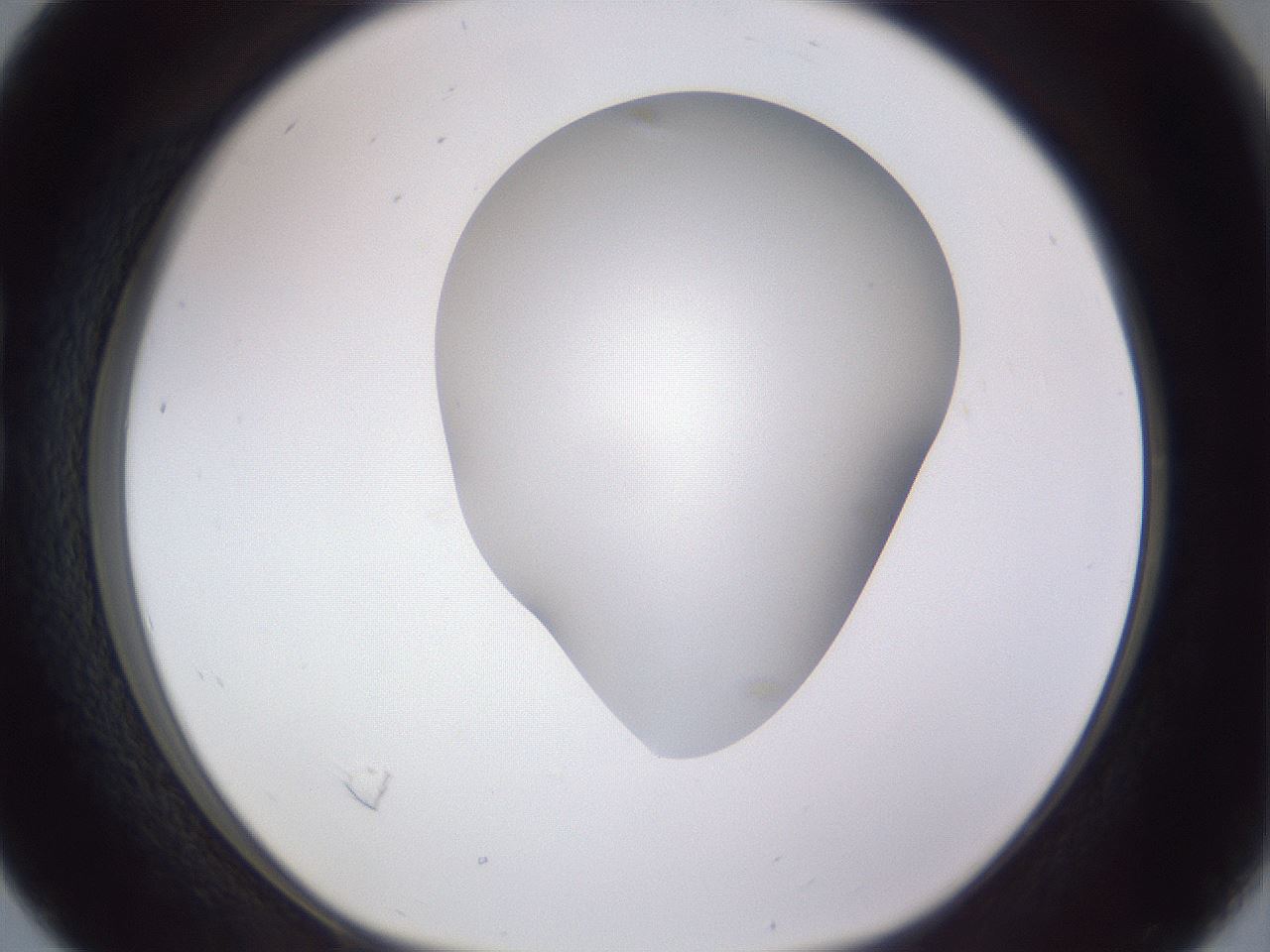 folderID405_plateID2405_batchID11613_wellNum16_profileID1_d1_r178177_ef.jpg