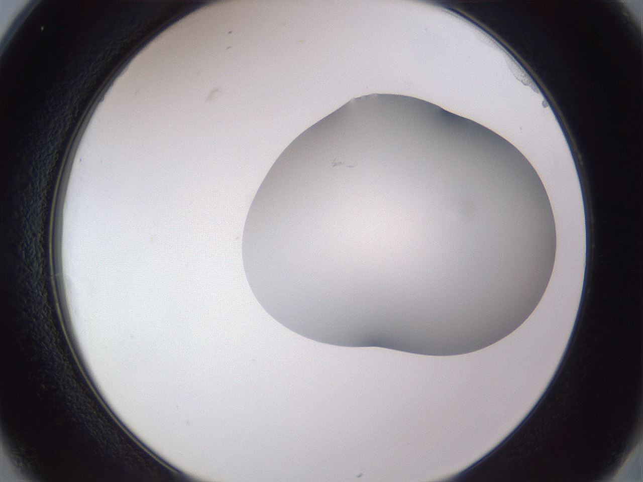folderID405_plateID2405_batchID11613_wellNum25_profileID1_d2_r178196_ef.jpg