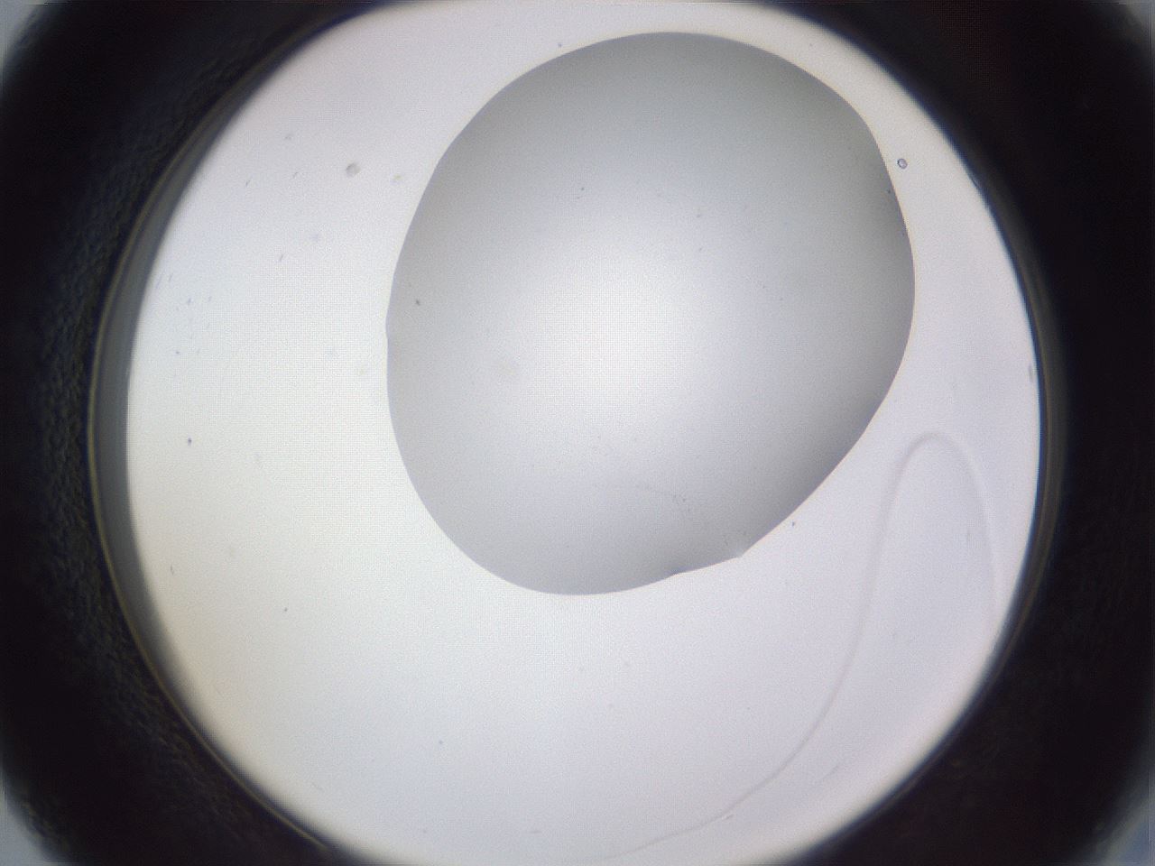folderID405_plateID2405_batchID11613_wellNum27_profileID1_d2_r178200_ef.jpg