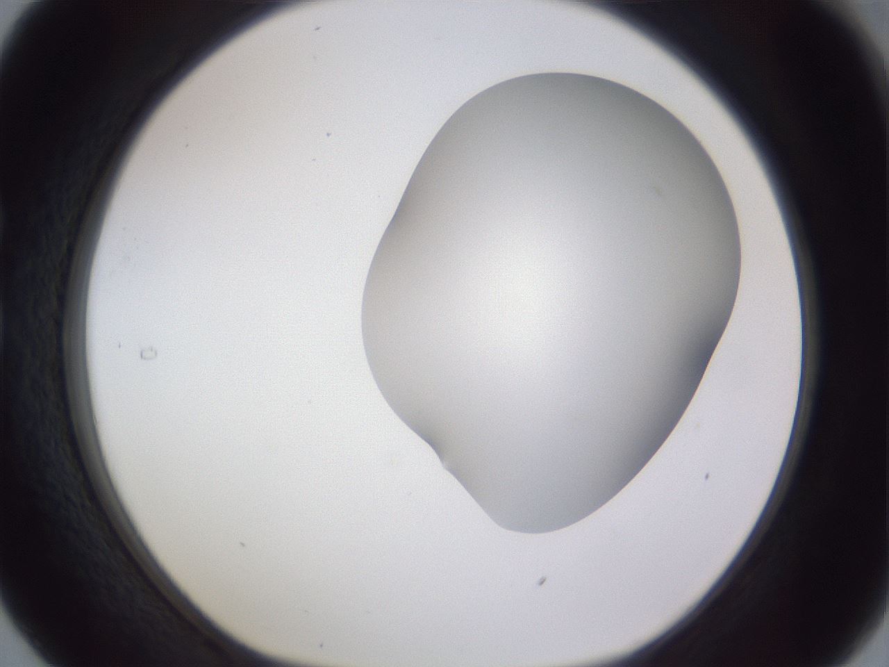 folderID405_plateID2405_batchID11613_wellNum29_profileID1_d1_r178203_ef.jpg