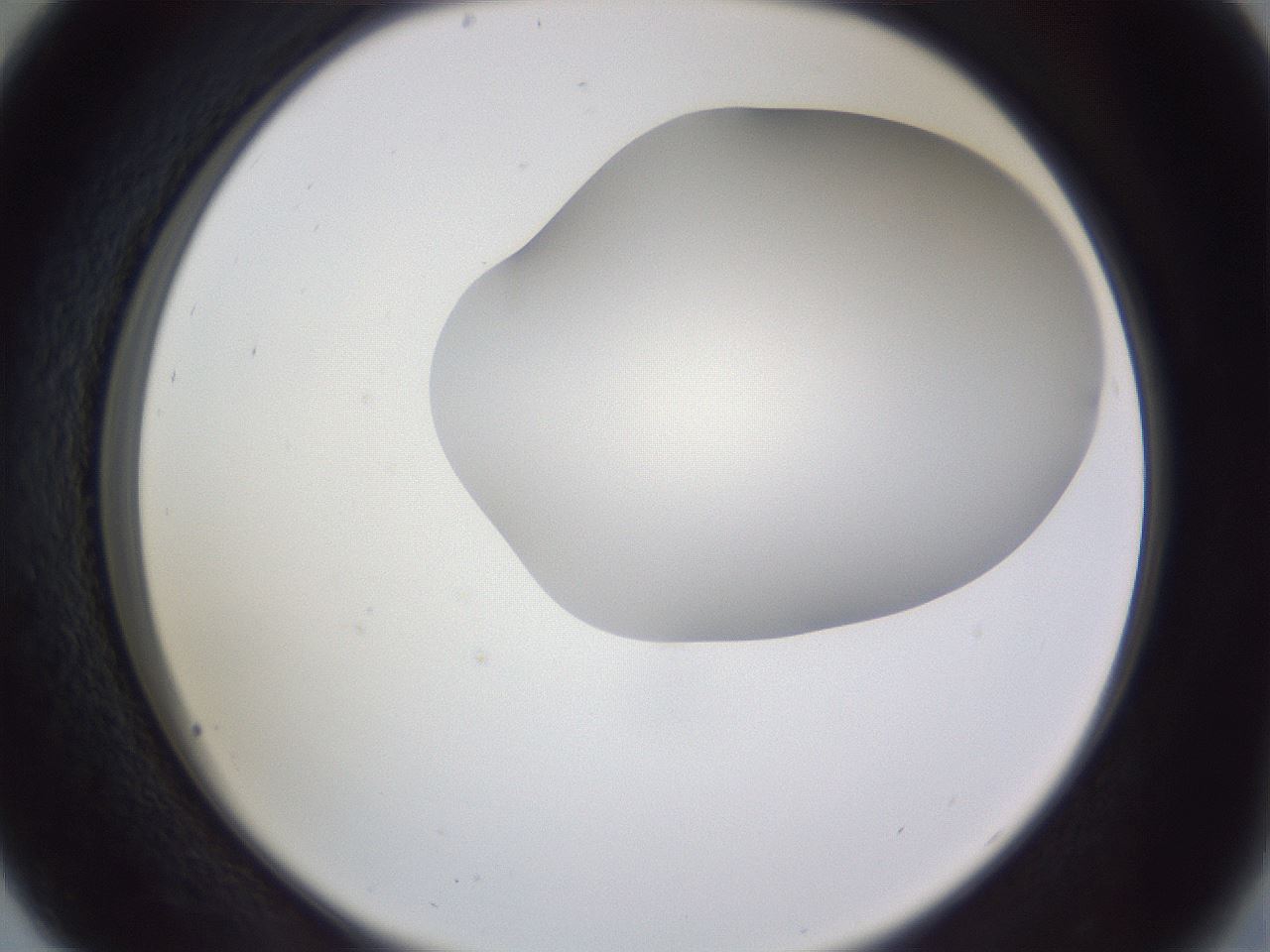 folderID405_plateID2405_batchID11613_wellNum29_profileID1_d2_r178204_ef.jpg