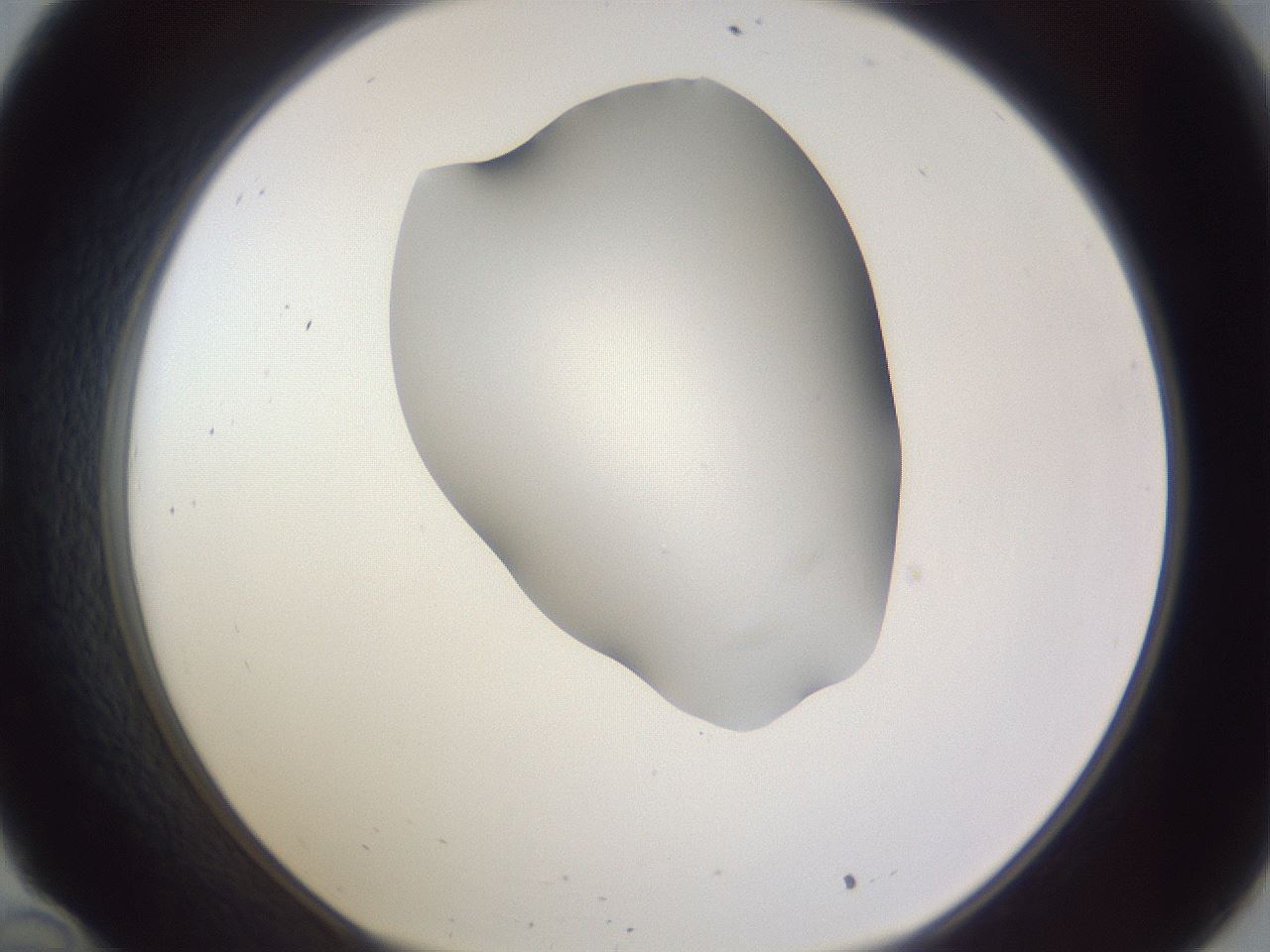 folderID405_plateID2405_batchID11613_wellNum34_profileID1_d1_r178213_ef.jpg