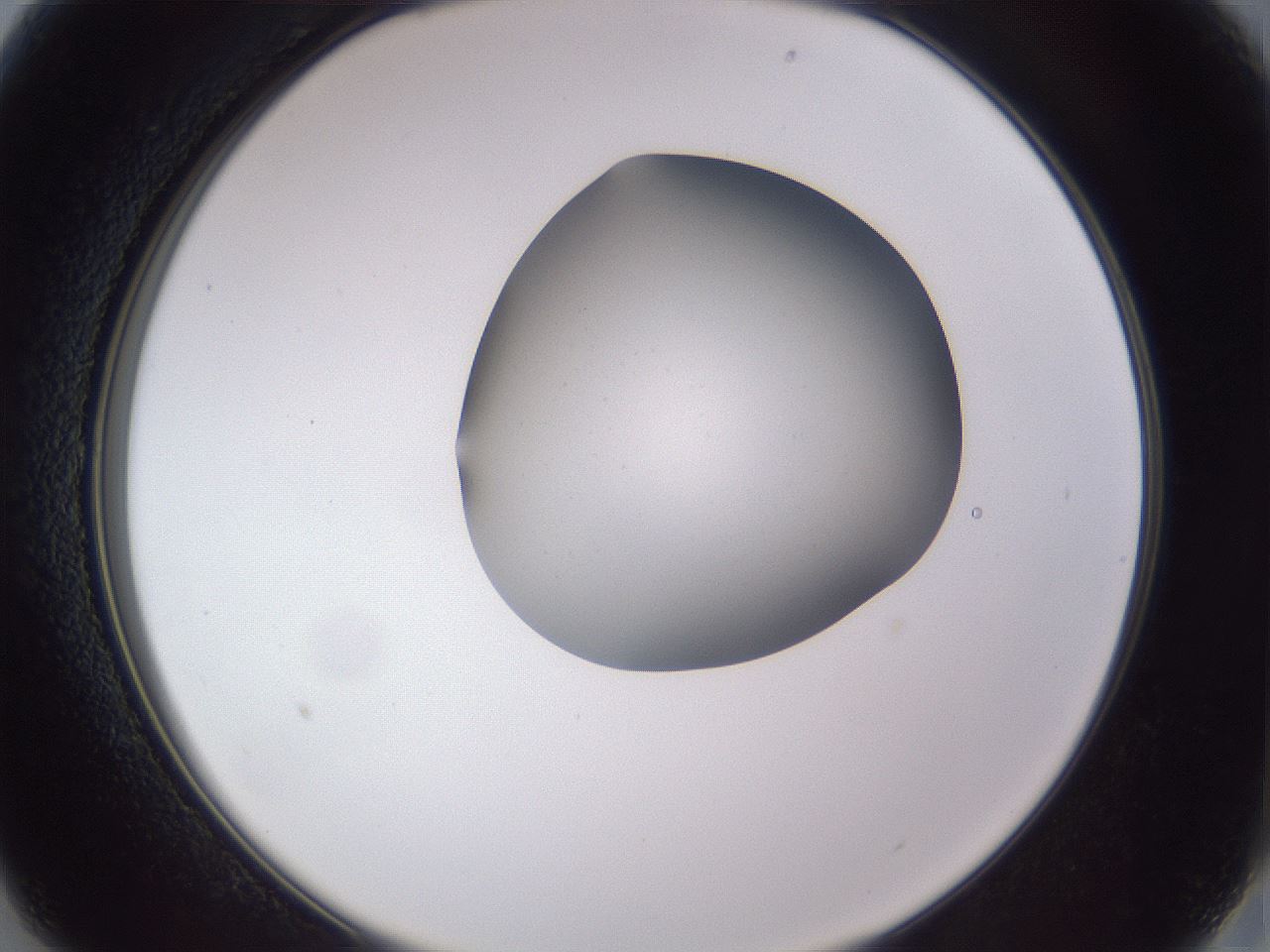 folderID405_plateID2405_batchID11613_wellNum13_profileID1_d2_r178172_ef.jpg