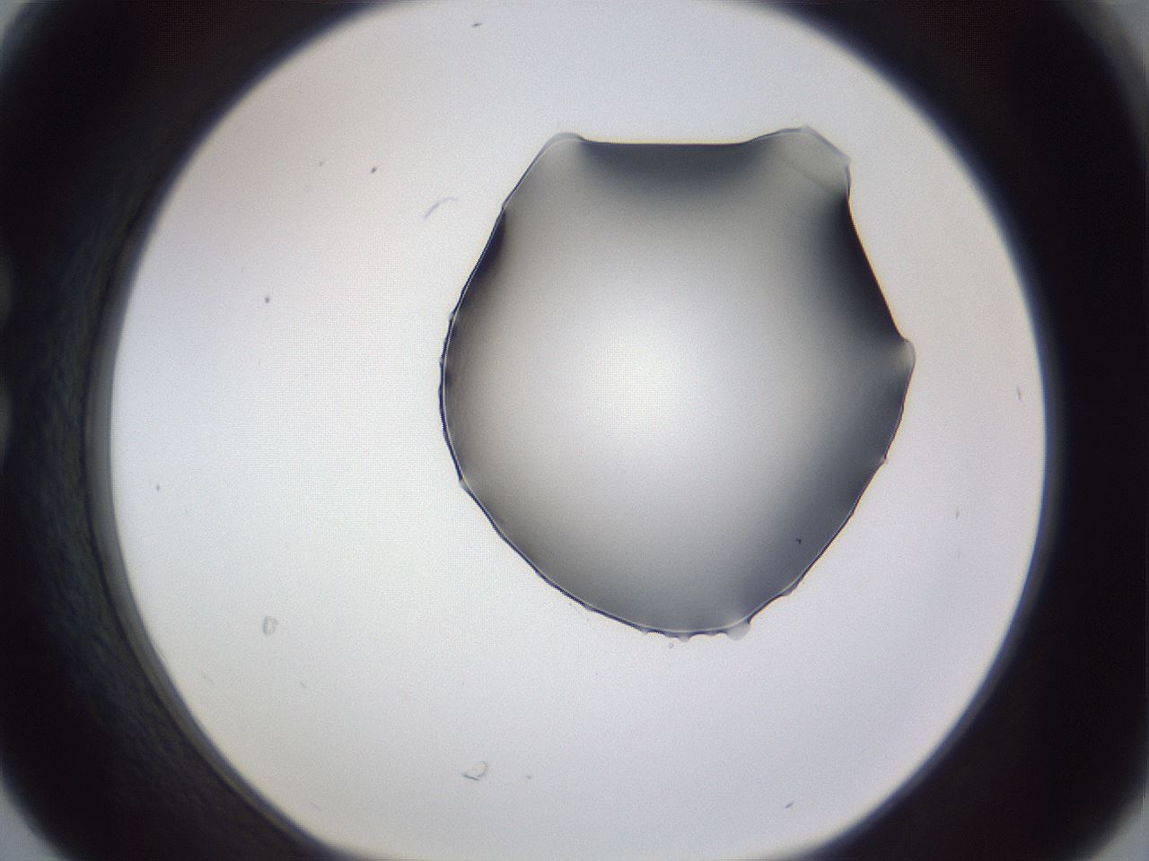 folderID405_plateID2405_batchID11613_wellNum30_profileID1_d1_r178205_ef.jpg