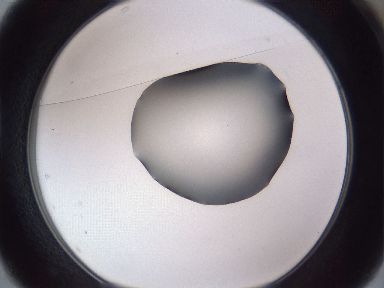 folderID405_plateID2405_batchID11613_wellNum37_profileID1_d1_r178219_ef.jpg