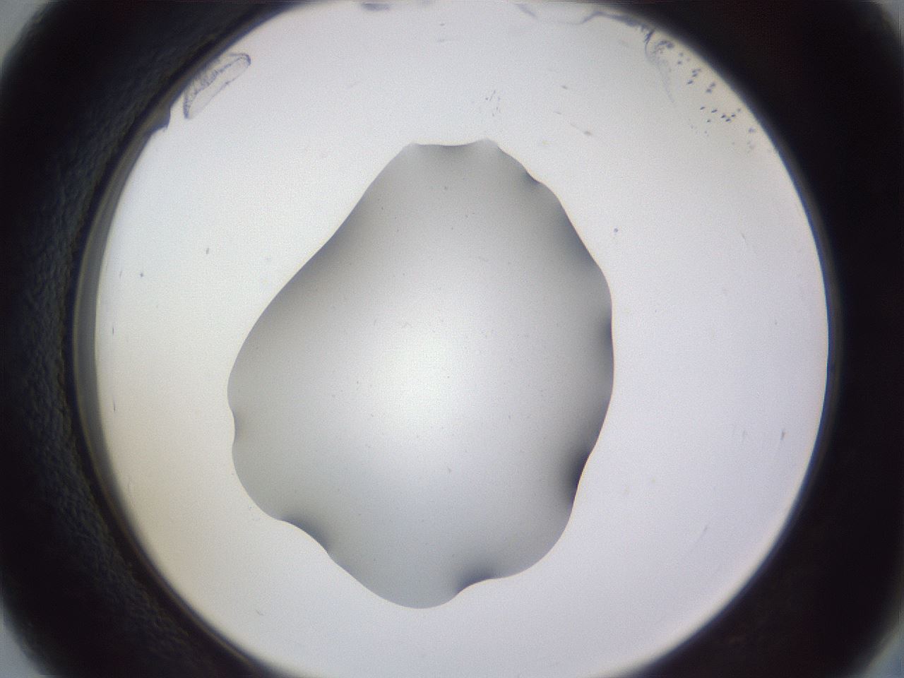 folderID405_plateID2405_batchID11613_wellNum39_profileID1_d2_r178224_ef.jpg