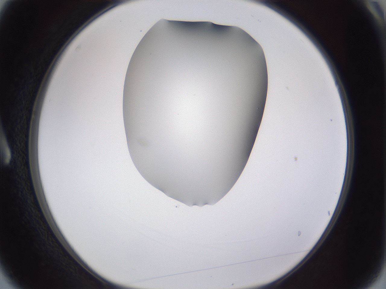 folderID405_plateID2405_batchID11613_wellNum3_profileID1_d1_r178151_ef.jpg
