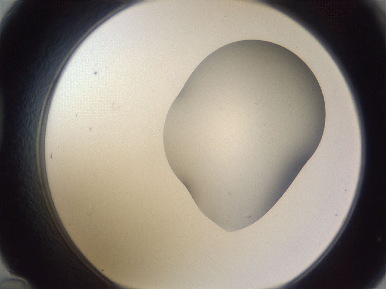 folderID405_plateID2405_batchID11613_wellNum48_profileID1_d1_r178241_ef.jpg