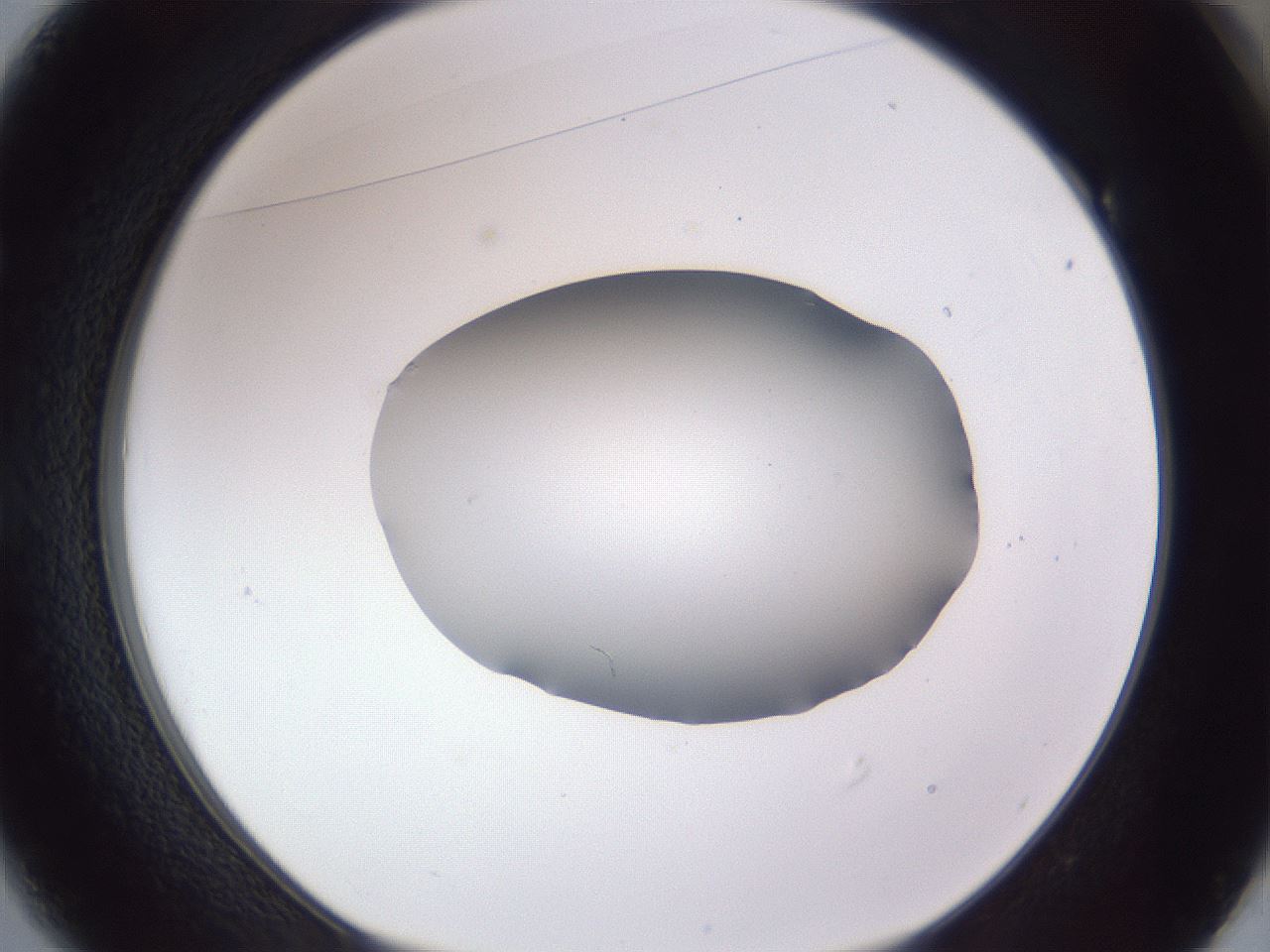 folderID405_plateID2405_batchID11613_wellNum49_profileID1_d1_r178243_ef.jpg