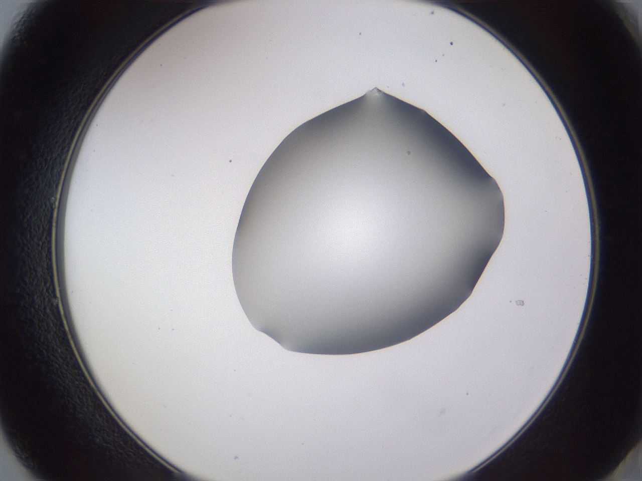 folderID405_plateID2405_batchID11613_wellNum49_profileID1_d2_r178244_ef.jpg
