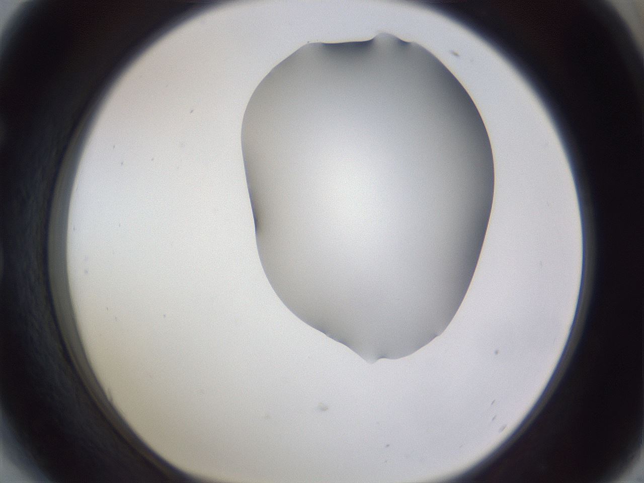 folderID405_plateID2405_batchID11613_wellNum54_profileID1_d1_r178253_ef.jpg