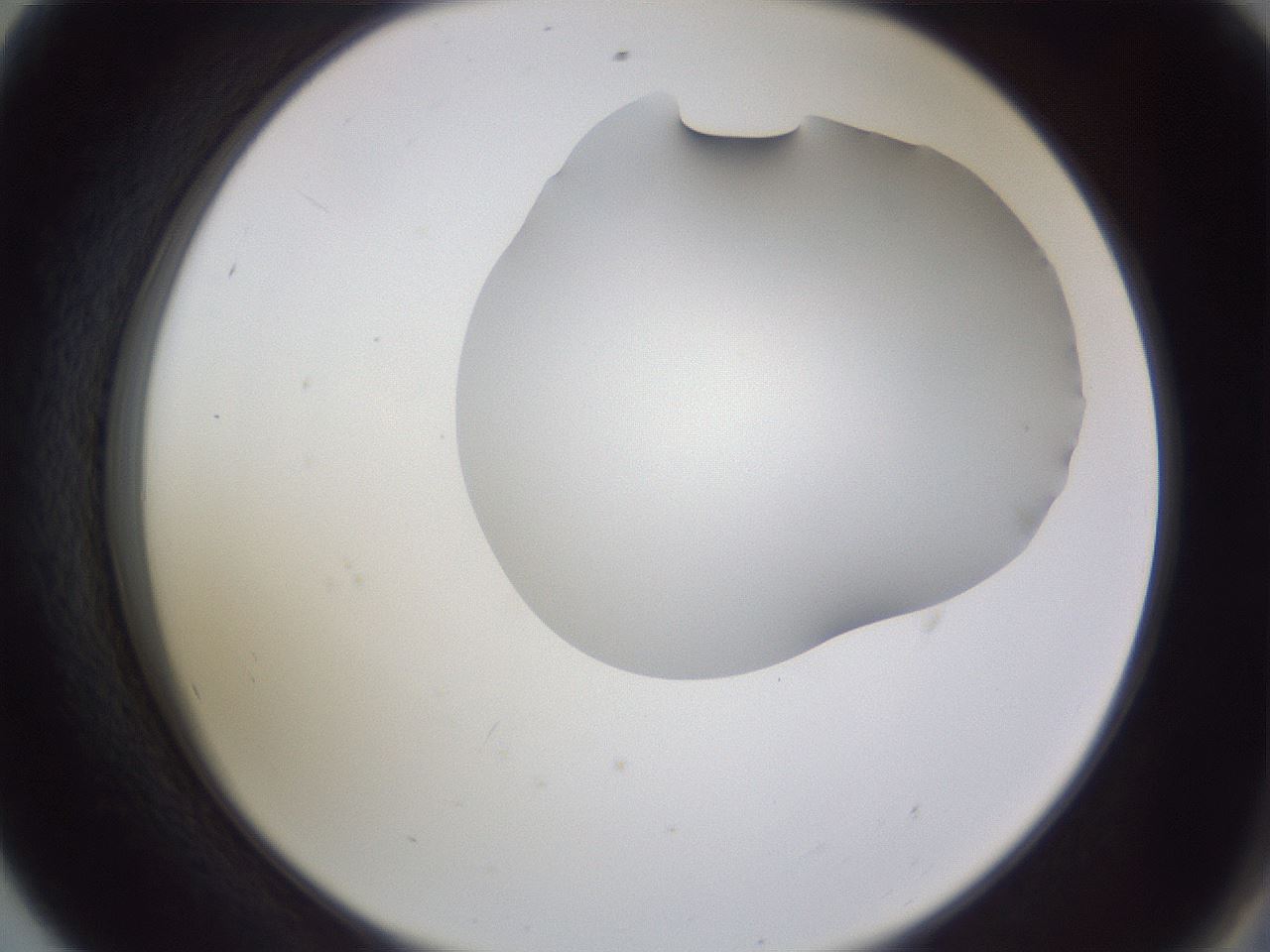 folderID405_plateID2405_batchID11613_wellNum56_profileID1_d2_r178258_ef.jpg