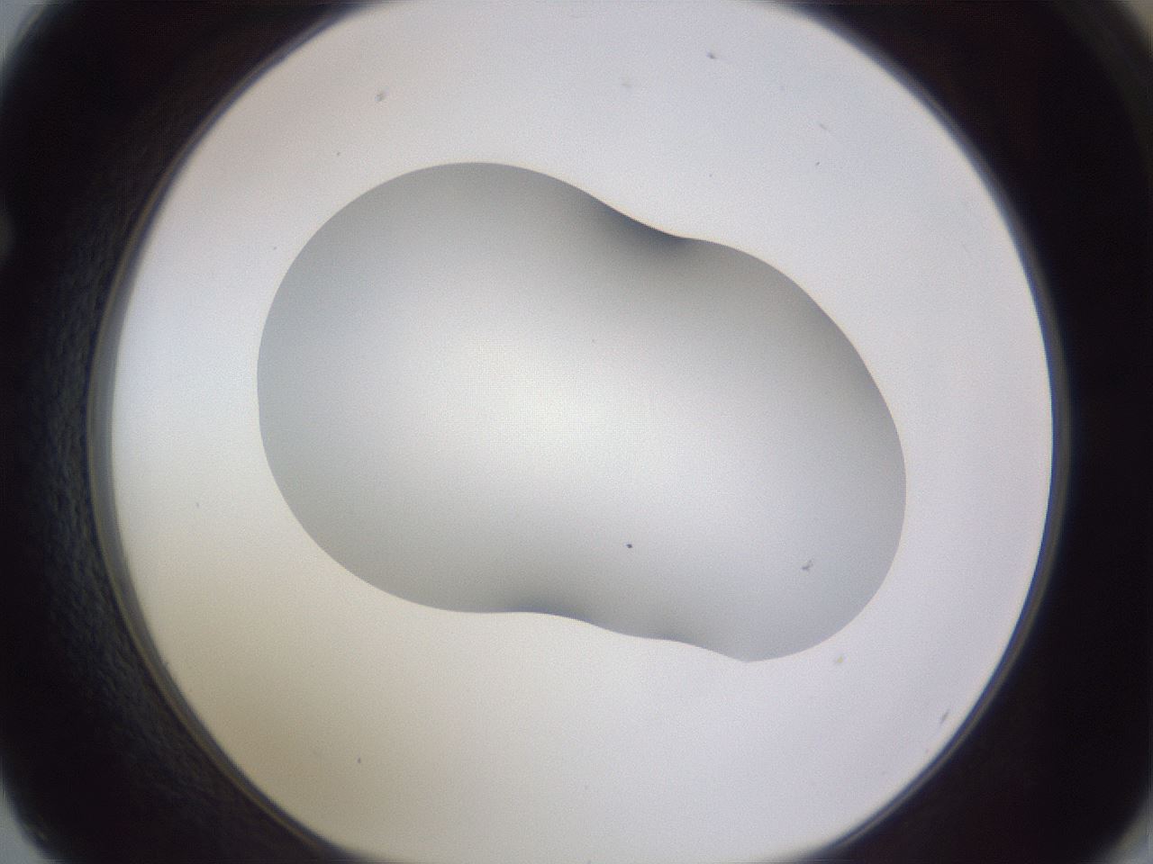 folderID405_plateID2405_batchID11613_wellNum62_profileID1_d1_r178269_ef.jpg