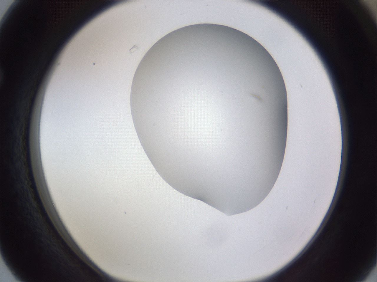folderID405_plateID2405_batchID11613_wellNum63_profileID1_d1_r178271_ef.jpg