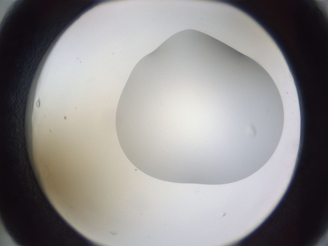 folderID405_plateID2405_batchID11613_wellNum63_profileID1_d2_r178272_ef.jpg