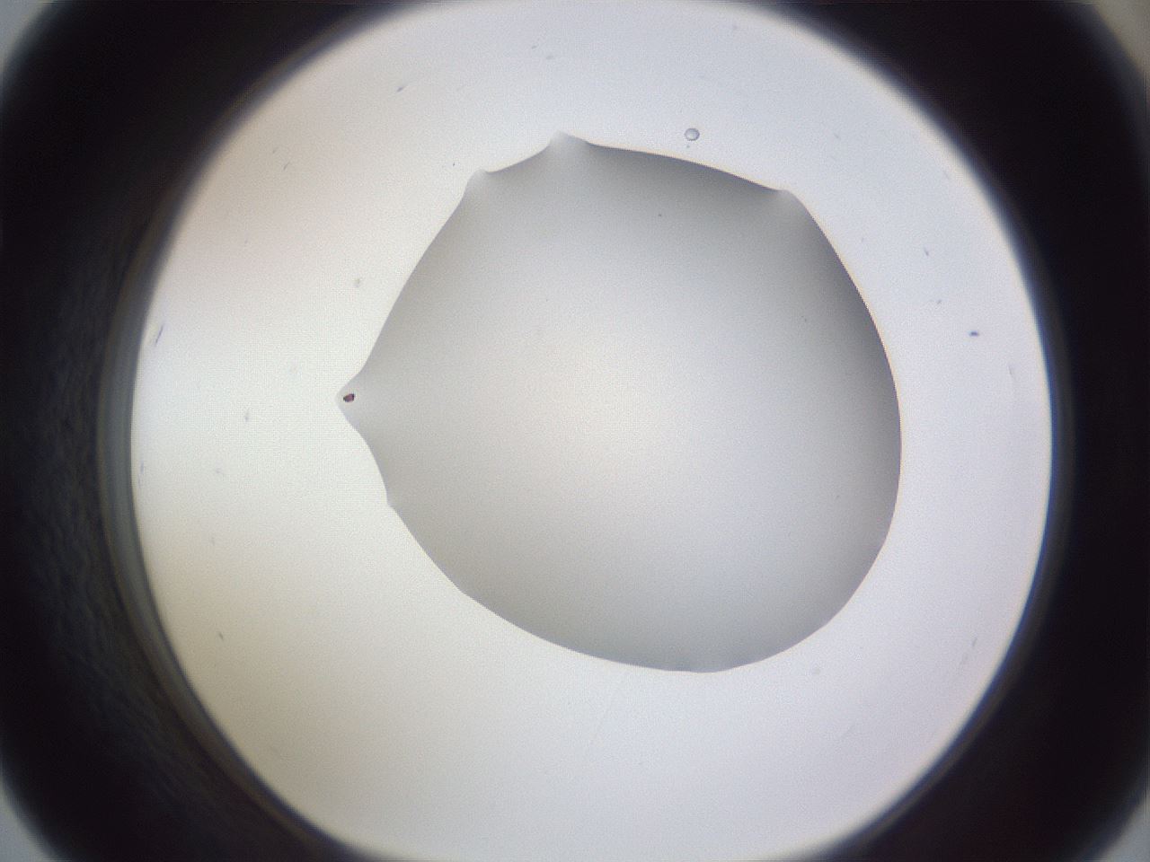folderID405_plateID2405_batchID11613_wellNum67_profileID1_d1_r178279_ef.jpg