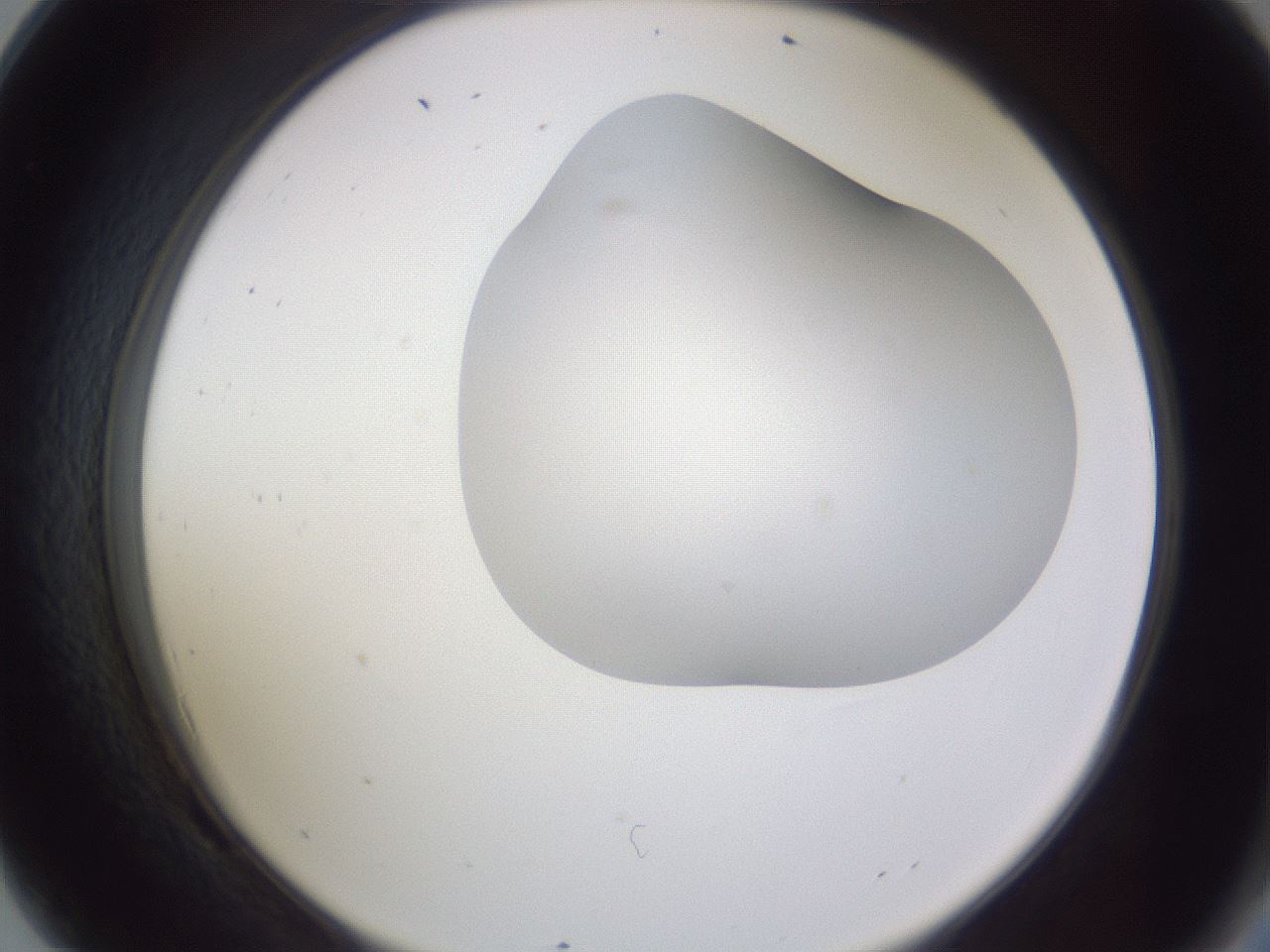 folderID405_plateID2405_batchID11613_wellNum69_profileID1_d2_r178284_ef.jpg