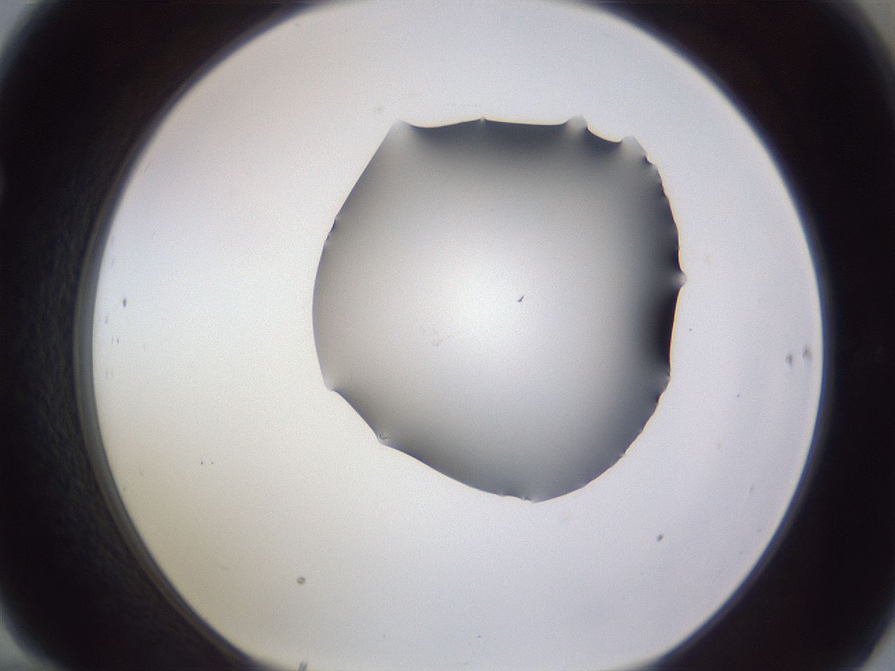 folderID405_plateID2405_batchID11613_wellNum70_profileID1_d1_r178285_ef.jpg