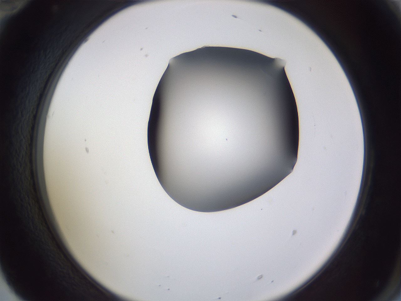 folderID405_plateID2405_batchID11613_wellNum70_profileID1_d2_r178286_ef.jpg