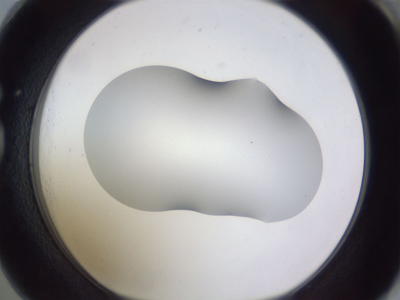 folderID405_plateID2405_batchID11613_wellNum73_profileID1_d1_r178291_ef.jpg