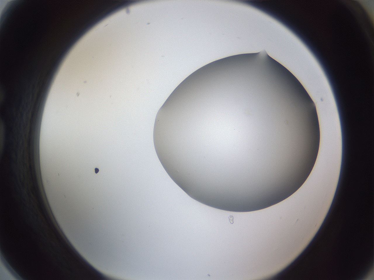 folderID405_plateID2405_batchID11613_wellNum78_profileID1_d1_r178301_ef.jpg