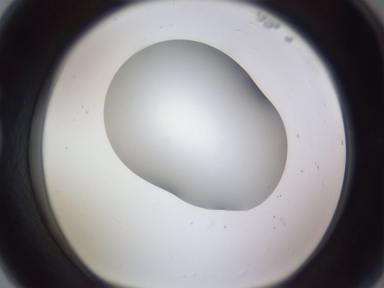 folderID405_plateID2405_batchID11613_wellNum80_profileID1_d1_r178305_ef.jpg