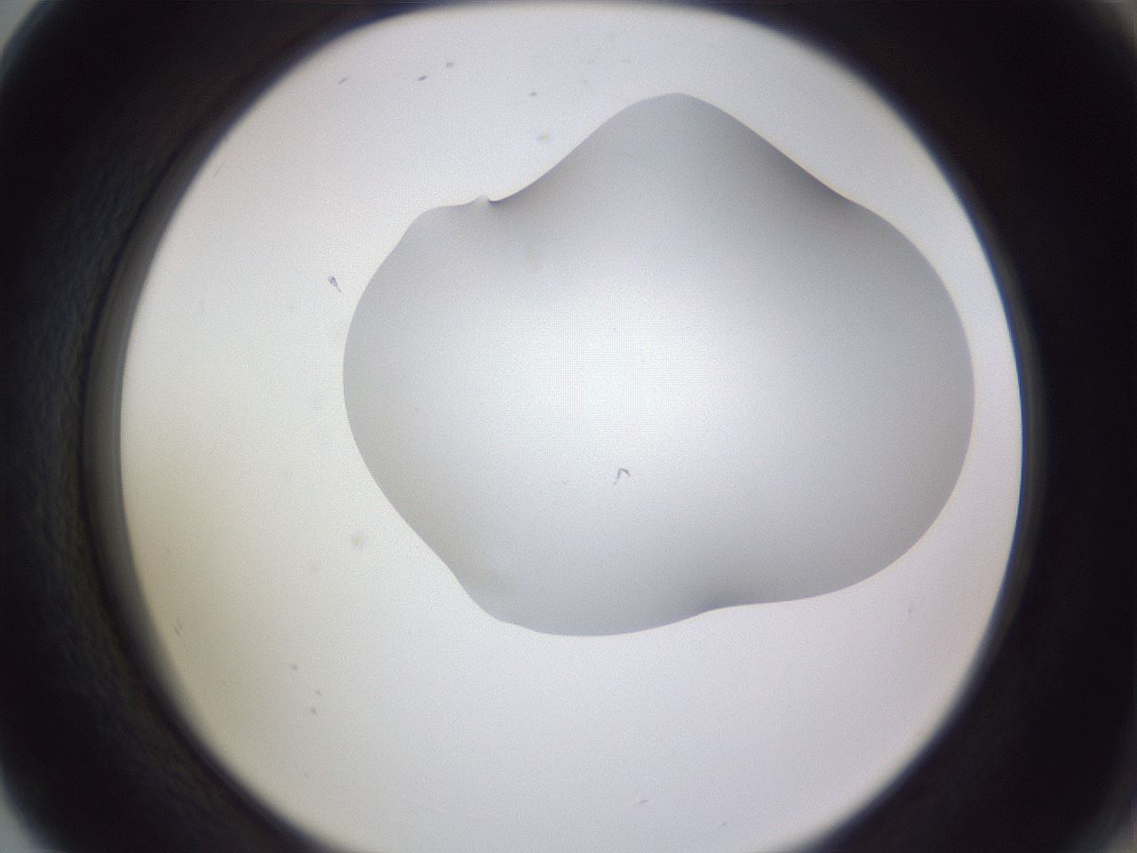 folderID405_plateID2405_batchID11613_wellNum80_profileID1_d2_r178306_ef.jpg