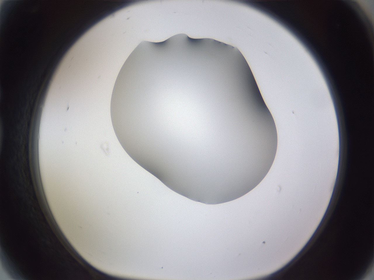 folderID405_plateID2405_batchID11613_wellNum81_profileID1_d1_r178307_ef.jpg