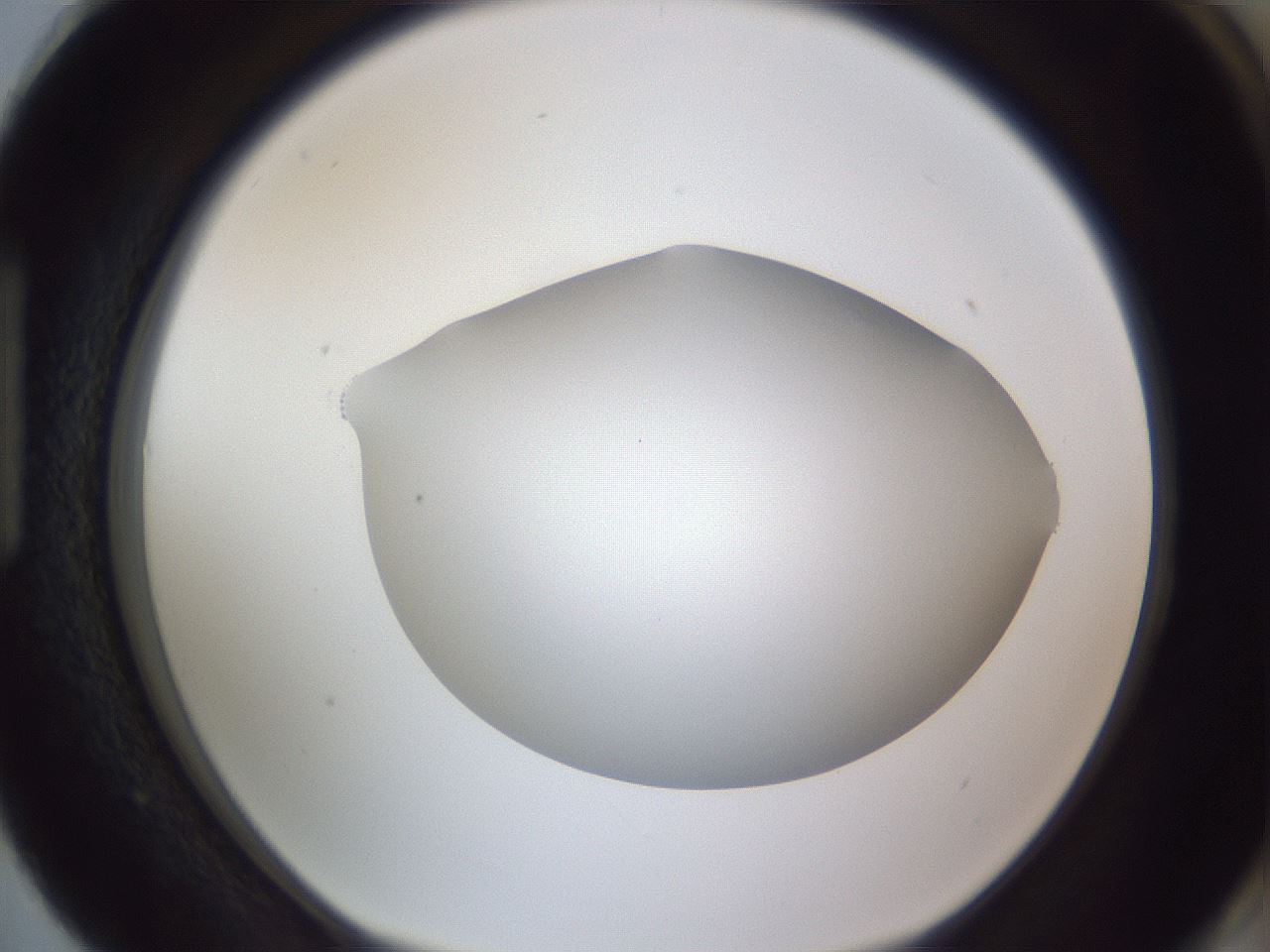folderID405_plateID2405_batchID11613_wellNum87_profileID1_d1_r178319_ef.jpg