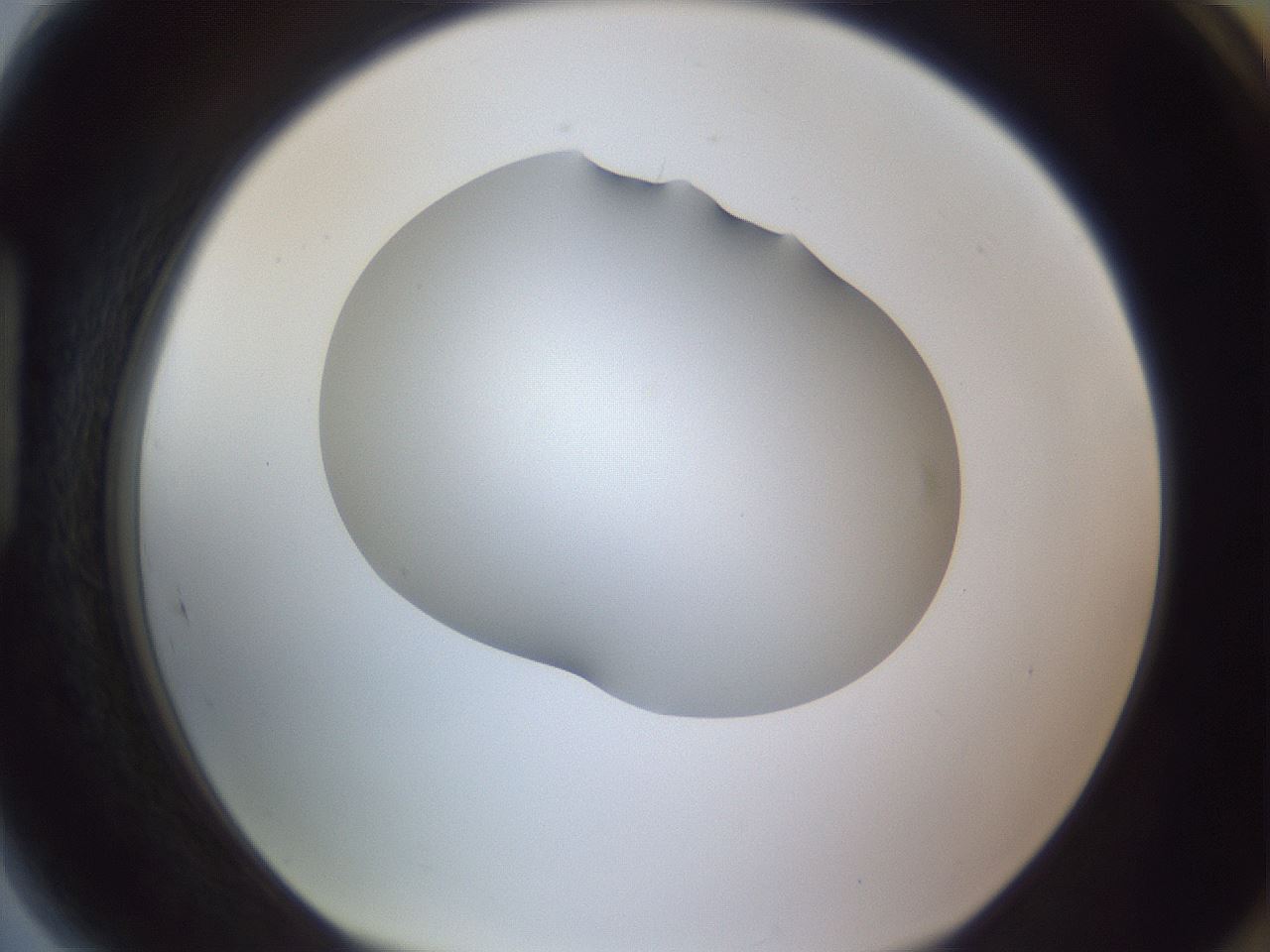 folderID405_plateID2405_batchID11613_wellNum89_profileID1_d1_r178323_ef.jpg