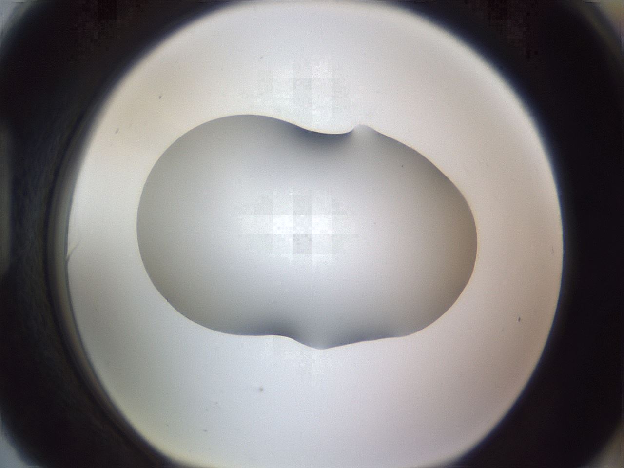 folderID405_plateID2405_batchID11613_wellNum90_profileID1_d1_r178325_ef.jpg