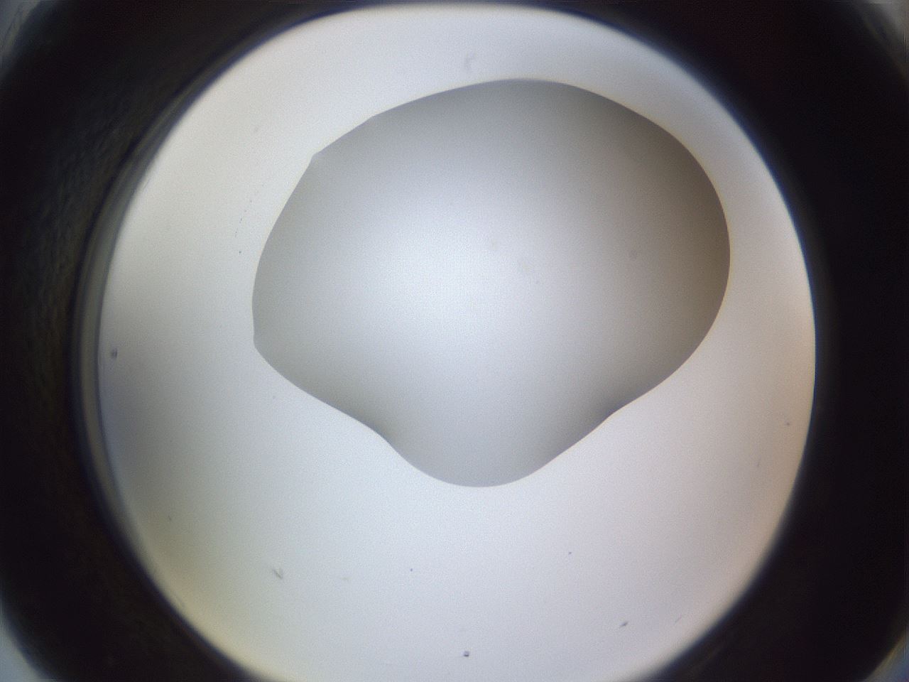 folderID405_plateID2405_batchID11613_wellNum90_profileID1_d2_r178326_ef.jpg