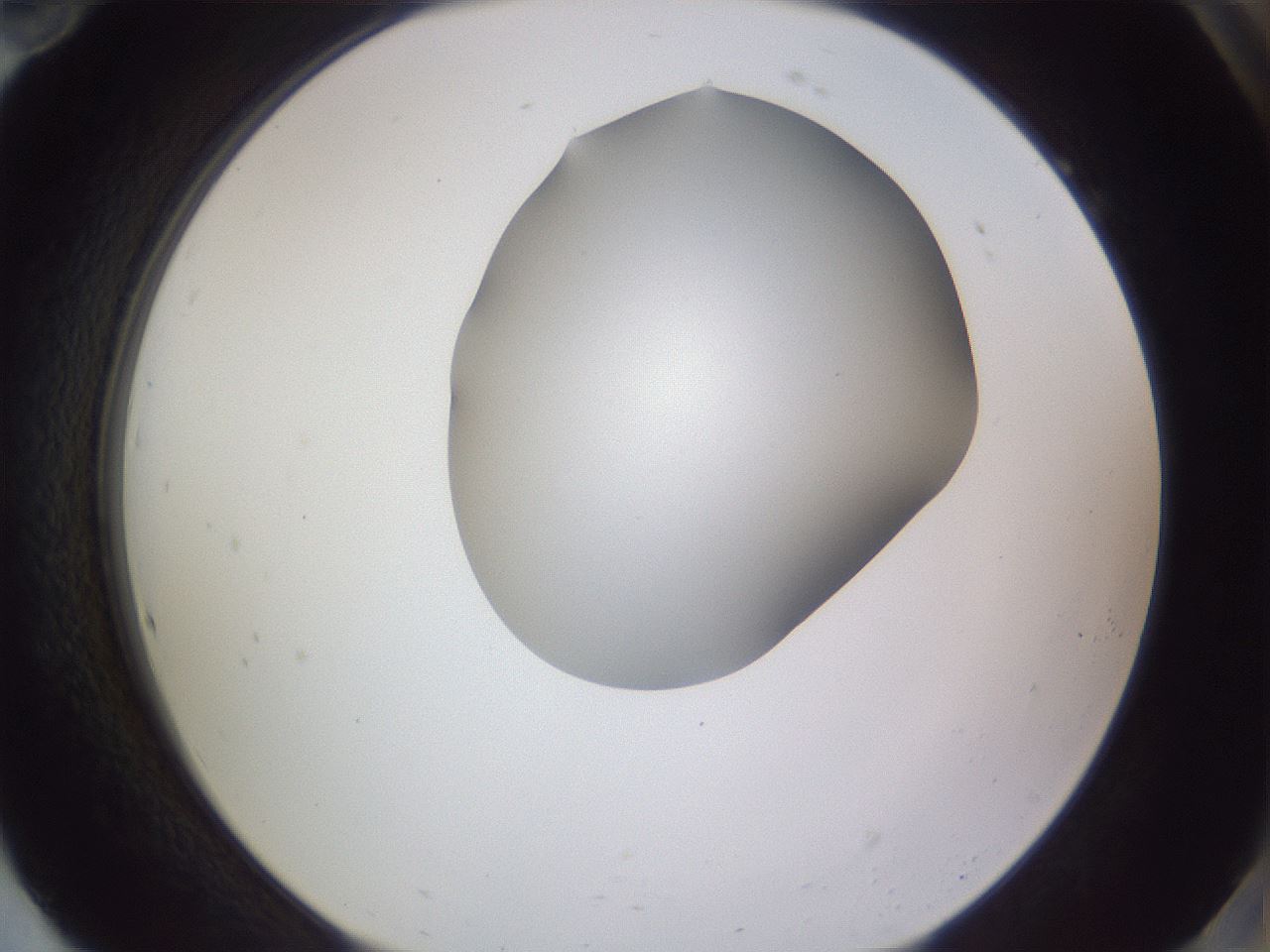 folderID405_plateID2405_batchID11613_wellNum94_profileID1_d2_r178334_ef.jpg