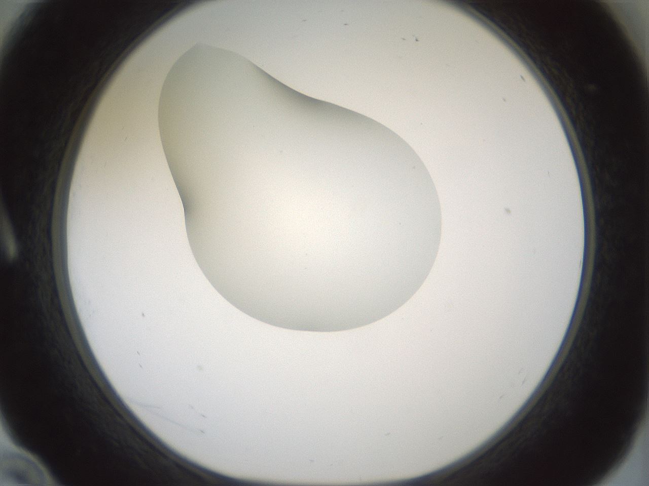 folderID406_plateID1406_batchID5148_wellNum10_profileID1_d1_r85947_ef.jpg