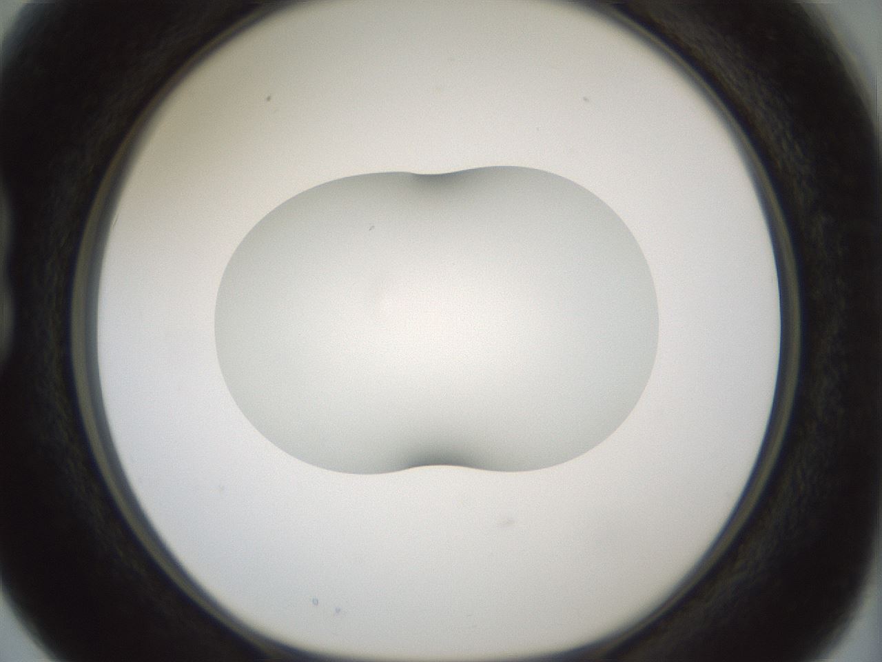 folderID406_plateID1406_batchID5148_wellNum15_profileID1_d1_r85952_ef.jpg