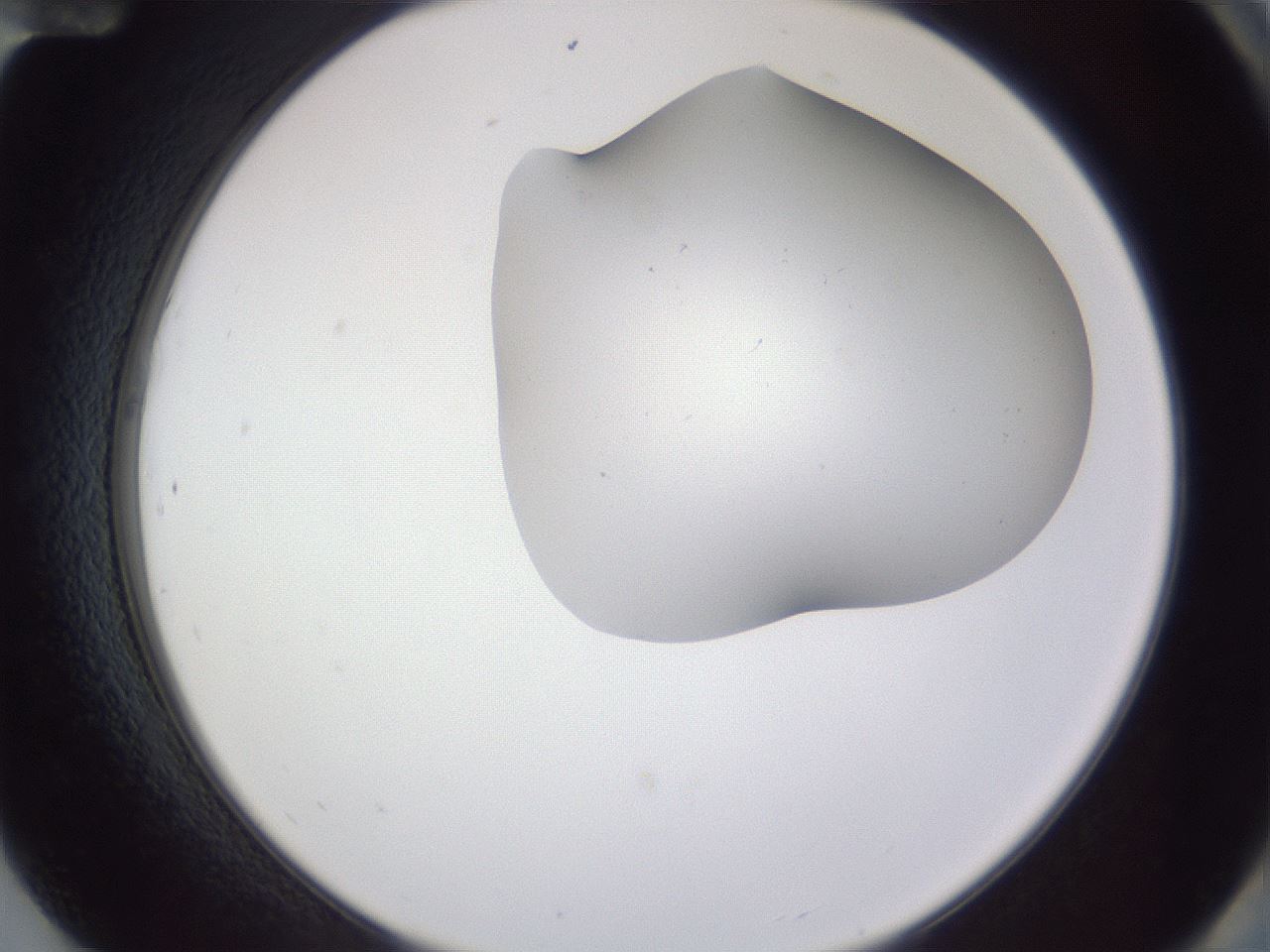 folderID405_plateID2405_batchID11613_wellNum84_profileID1_d2_r178314_ef.jpg
