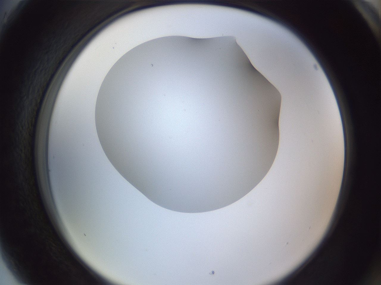 folderID405_plateID2405_batchID11613_wellNum89_profileID1_d2_r178324_ef.jpg