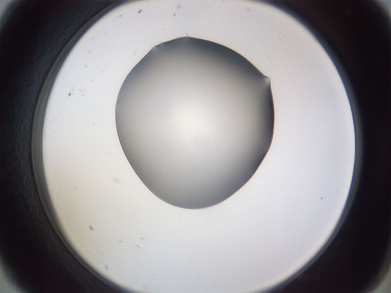folderID405_plateID2405_batchID11613_wellNum9_profileID1_d2_r178164_ef.jpg