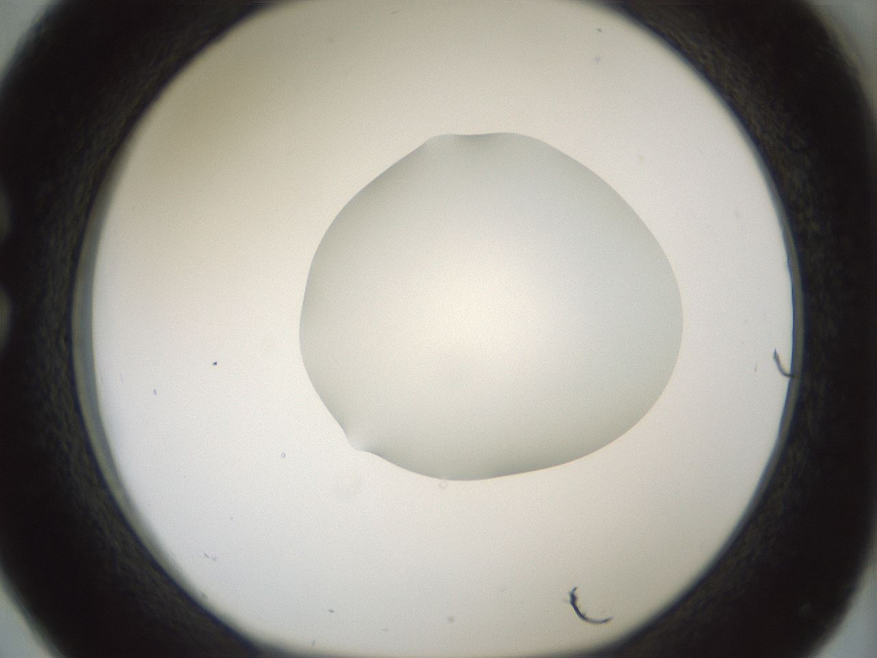 folderID406_plateID1406_batchID5148_wellNum26_profileID1_d1_r85963_ef.jpg